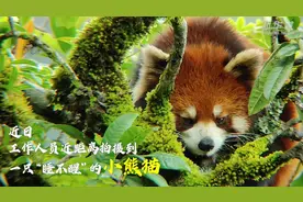 萌翻！高黎贡山近距离拍到野生小熊猫打盹图片