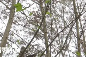 南京一居民区惊现高密度毛毛虫！顺着缝隙爬入居民家中，树枝上还不断掉落……图片