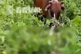 3.5米长巨蟒缠死初生小牛 母牛哀嚎不肯离去图片