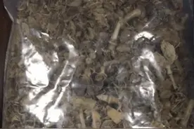 食客尿检阳性原是吃了“罂粟火锅”，广东揭阳一餐馆老板被判刑图片