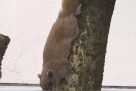 小区松鼠有天敌吗？杭州有多少松鼠？泛滥了吗？省自然博物馆专家这么说图片