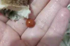 5万个海螺才出1颗珠！女子吃海螺吃出稀世珍宝图片