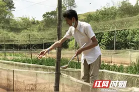 15000斤蛙急寻“吃货”请帮帮这位“青蛙王子”图片