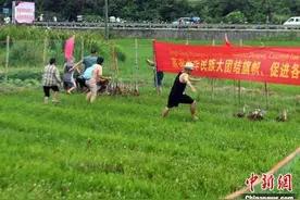 广西永福县农民体验传统农耕 以体验抓鱼抓鸭活动庆祝丰收节图片