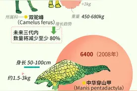长颈鹿会是下一个灭绝的动物吗？图片