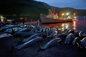 丹麦：近1500只白边海豚遭残忍屠杀 海水被染红尸体摆满海岸图片