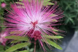 合欢树下的故事图片