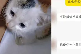 男子在闲鱼领养猫后威胁猫主“不发裸照我就杀猫”，已被刑拘视频封面