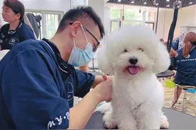 凭着宠物美容手艺 她帮助600只流浪犬找到新主人图片