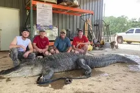 美国4米长鳄鱼体内惊现“文物”图片