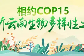 恐龙的美食——植物活化石桫椤图片