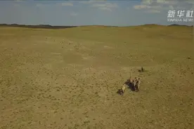 “走吧，你要学着自己长大”——濒危野马重返荒野20年图片