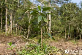 关于云南植物多样性保护 你想了解的都在这里图片