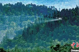 广东出台林业有害生物防治“十四五”规划图片