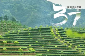 谈镇兴·安化｜马路镇：云台大叶生山崖 好茶自成一脉图片