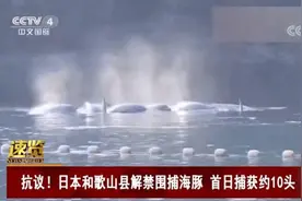 日本“海豚湾”再次开启血腥捕猎季 今年目标是1849头海豚图片