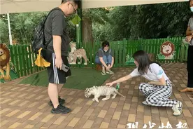 花50元就能摸白虎幼崽？园区被责令整改图片