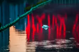 白鹭仙舞白鹭街！白鹭捉鱼是“浑水摸鱼”？图片