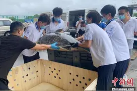 六只大海龟“特殊旅客”飞往三亚进行放生图片