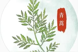 一花一世界 成博上新感受中药之美图片