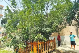 巩义市的这些古树 扛住了特大暴雨的冲击图片