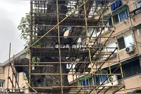 雷劈火烧都挺过了！杭州“最老网红”千年古银杏，搭起层层保护架，它病了吗？图片