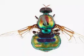 澳科学家将新发现的彩虹色苍蝇物种命名为“鲁保罗”图片