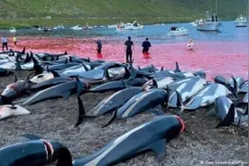 法罗群岛近1500头海豚遭屠杀，血水染红海岸图片