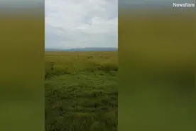 肯尼亚十几只鬣狗围捕一只母狮 四只同伴前来相助结局反转图片