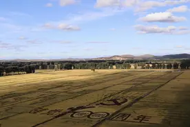 「石榴花开 籽籽同心」内蒙古兴安盟义勒力特镇：孔雀“东北飞”的故事图片