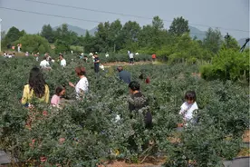 四川通江：打造特色产业集群 绘就乡村振兴蓝图图片