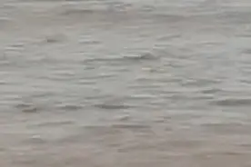 台风吹来海豚？浙江台州湾疑似有海豚被困图片