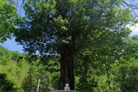 郧西八道河千年红豆杉入选“湖北十大最美古树”图片