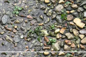 考眼力！青蛙与树叶岩石完美融合图片