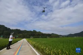 浙江临安：“新农人”助力乡村振兴图片