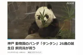 旅日大熊猫“旦旦”迎26岁生日 相当于人类70多岁(图)图片