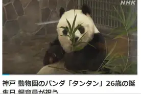 旅日大熊猫“旦旦”迎26岁生日 相当于人类70多岁(图)图片