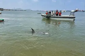 长2.5米重500斤的伪虎鲸搁浅，连云港出动二十余人救援视频封面