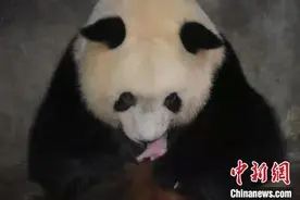 秦岭大熊猫诞下“全运会宝宝”图片