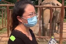 焦作森林动物园称幼象拴铁链训练“未虐待”，专家：违背动物天性图片