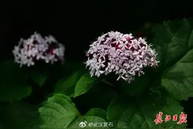 公园里、小路边，它们在9月全面盛开图片