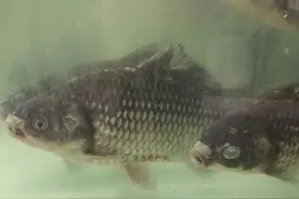 彭泽鲫：繁殖简易 营养价值高图片
