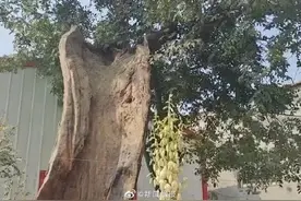 河南一600年古树只剩半张皮依然存活图片