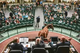 马匹拍卖成交额5.82亿，全球第一的纯血马拍卖场在哪里图片