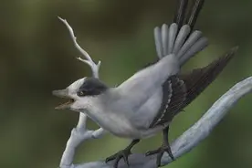 性选择如何影响鸟类尾羽演化？这只1.2亿年前的鸟揭秘图片