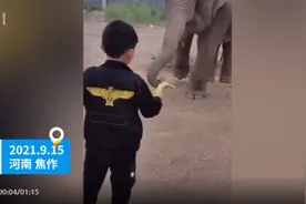 幼象拴铁链训练被指虐待，园方回应图片