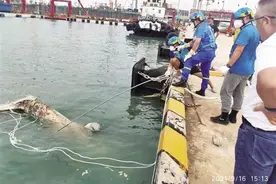 海口新海港码头现10米长鲸鱼尸体 专家称暂无法确定死因图片