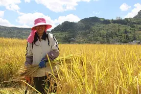 开阳县禾丰乡：秋风吹到粮籽饱 丰收“稻”啦图片