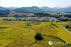 稻田金灿灿 光伏板生辉 乡村美画卷图片