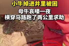 孩子被困排污井，牛妈妈哀嚎一夜！男子驾车跟随发现端倪，叫来“蓝朋友”救出小牛图片